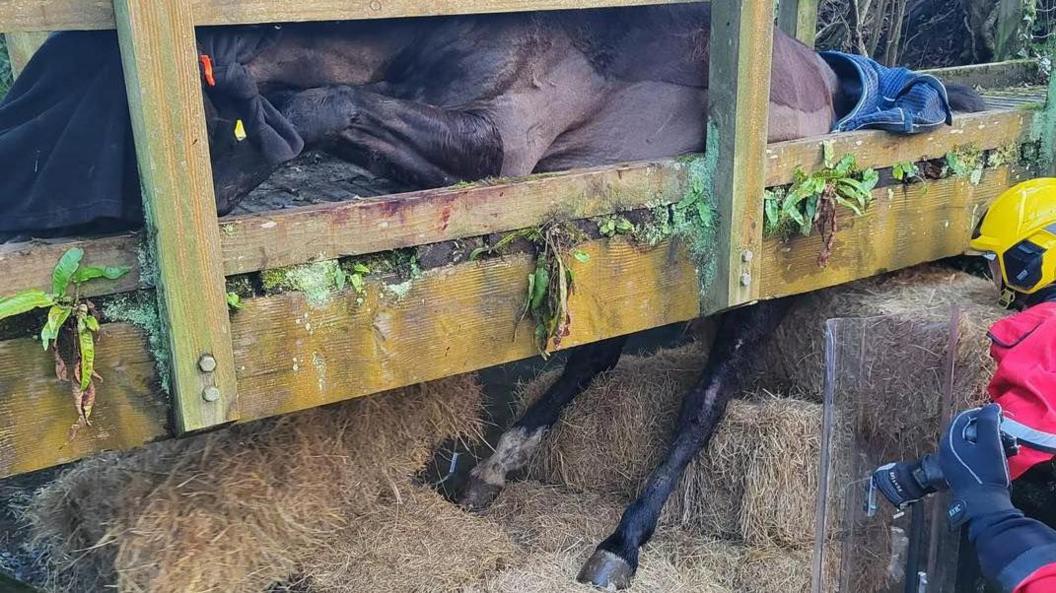 A horse with its back legs stuck in a wooden bridge. Its legs and feet are supported by hay bales.