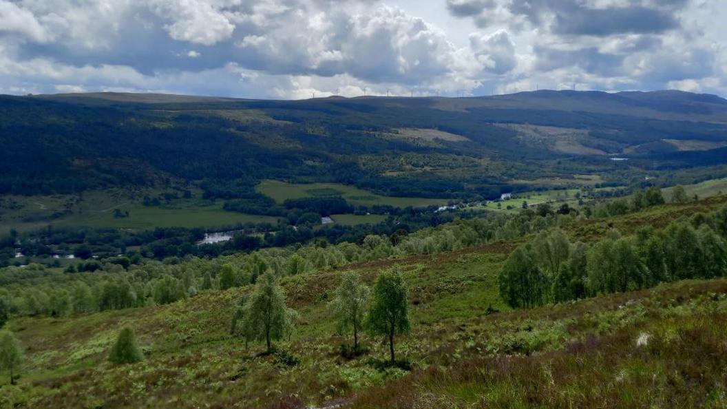 Coille ann an Oighreachd Dhul Dreagain