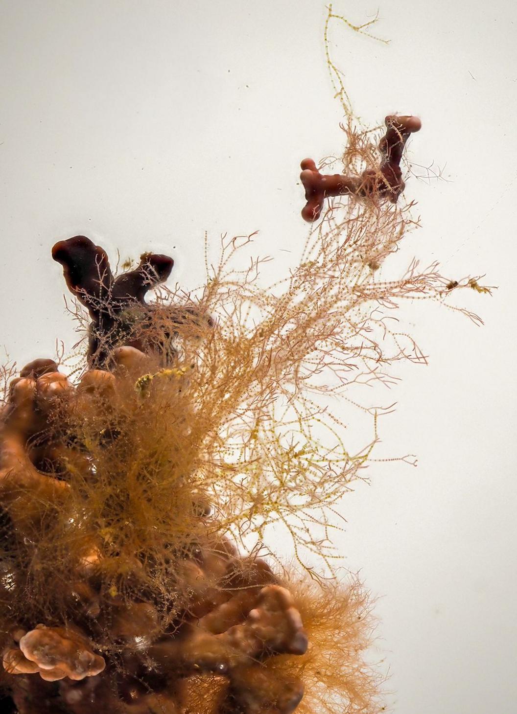A photo taken of a piece of maerl magnified with the new species growing from it.