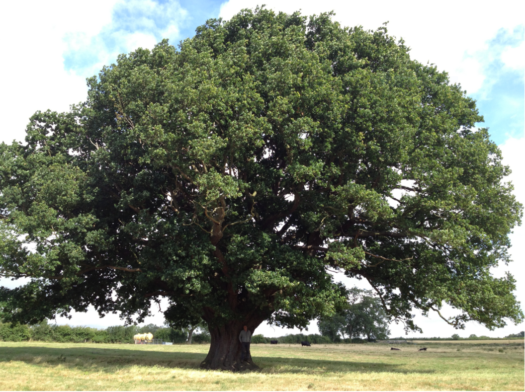 An image of the oak tree in a field