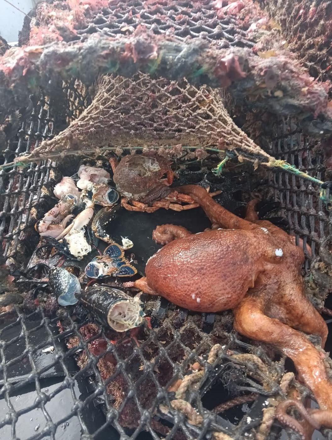 An octopus and some shellfish and crab in a crab pot on the deck of a boat.