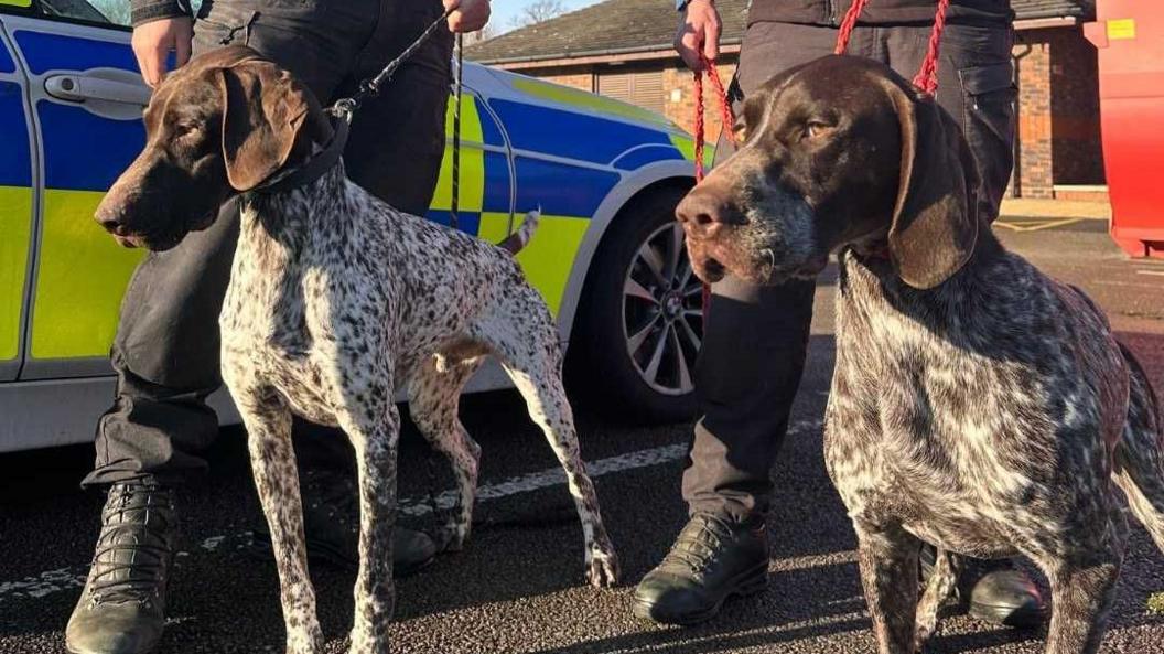 Two spotty brown and white dogs stand together looking to the left of the picture, where something has caught their attention.  They are on leads and are being held by two police dog handlers next to a police car.