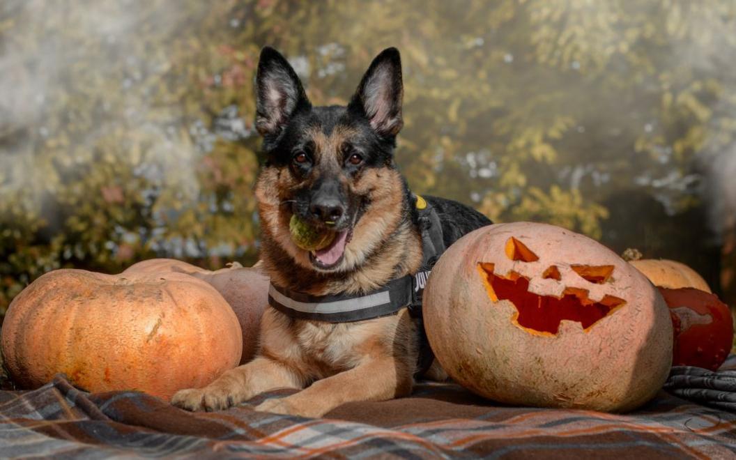 A large brown and black German shepherd looks at the camera, holding a tennis ball in its mouth. The dog is lying on a tartan blanket with orange and blue stripes, in between pumpkins, including one with a scary face cut into it. In the background, there are trees and atmospheric mist. 