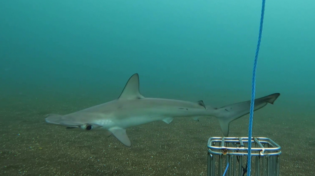 Smooth hammerhead shark in the water.