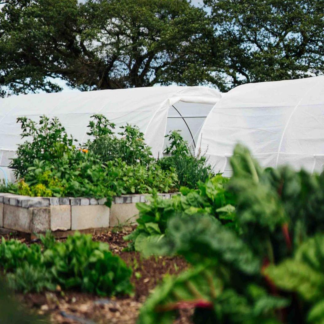 A farm with various green plants. White polytunnels, in which produce is grown, are visible in the background with trees behind them.