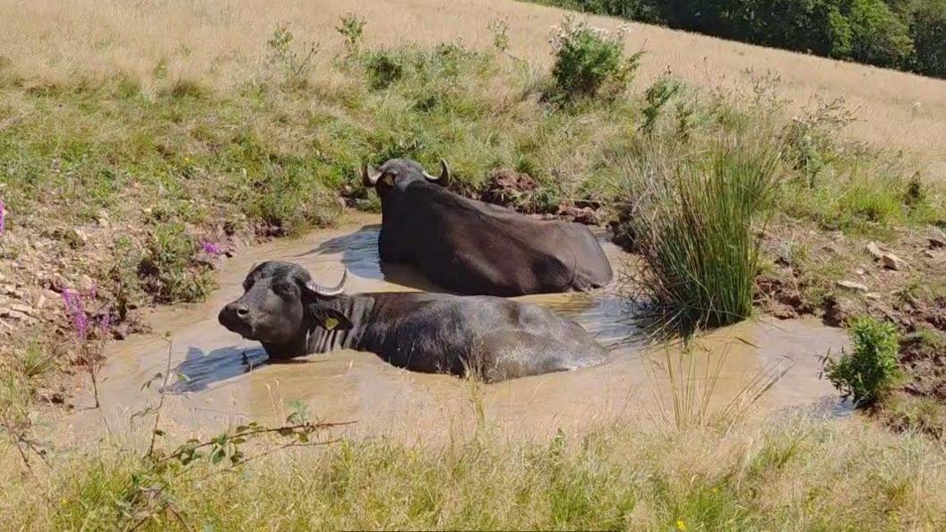 two water buffalo in a muddy pool of water