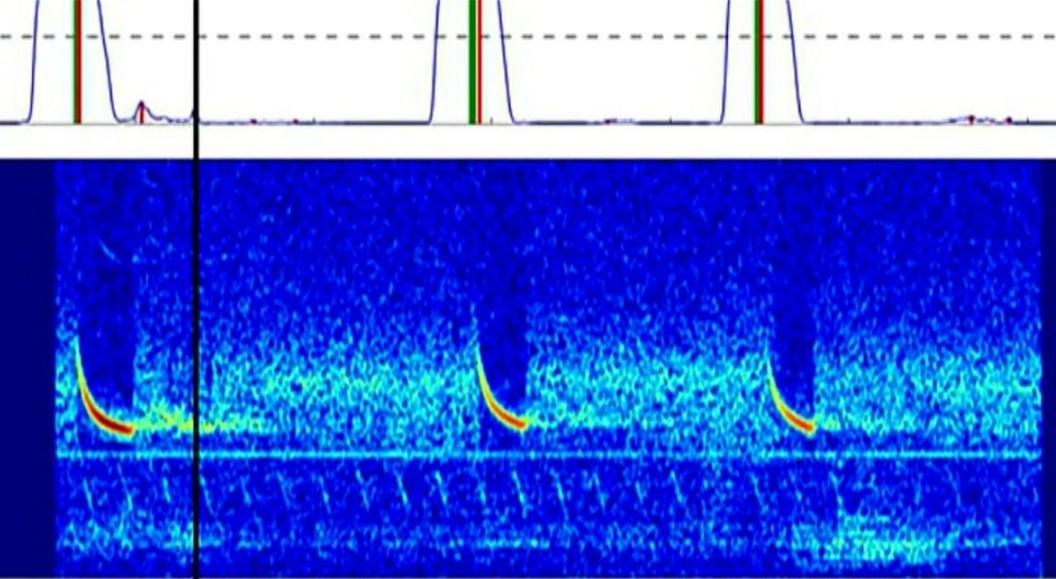 Recording of a bat's sounds in the wild