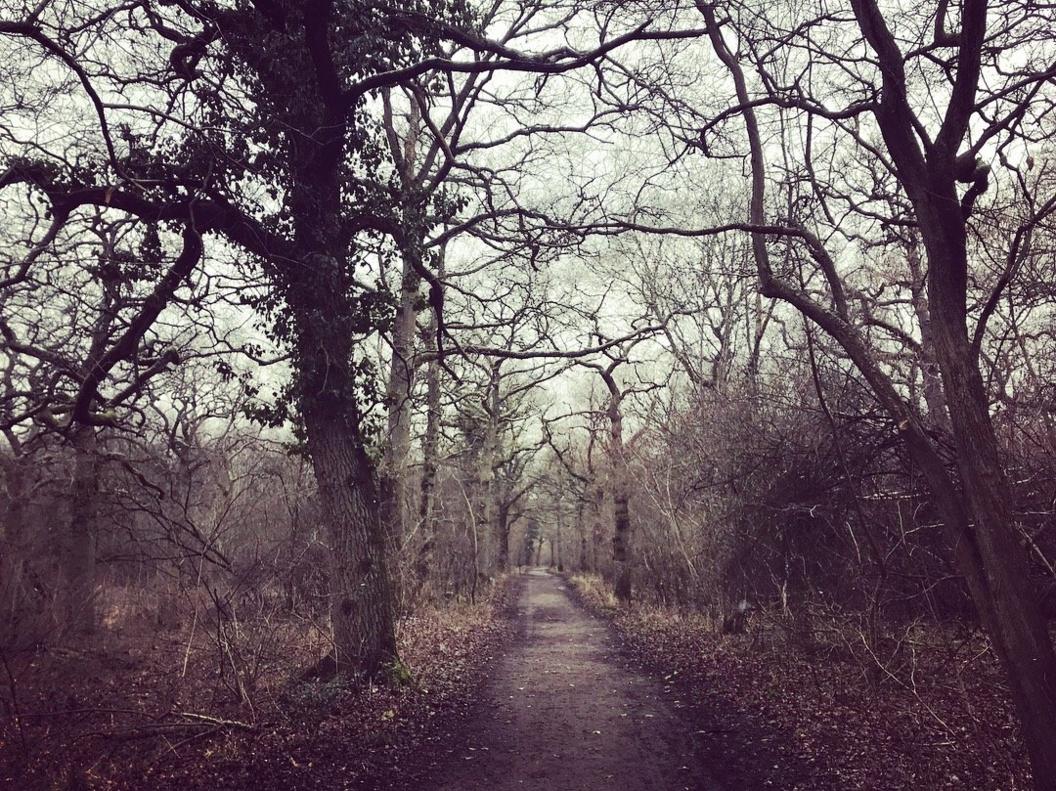 Taken on a cold and windy run through Brasenose Woods