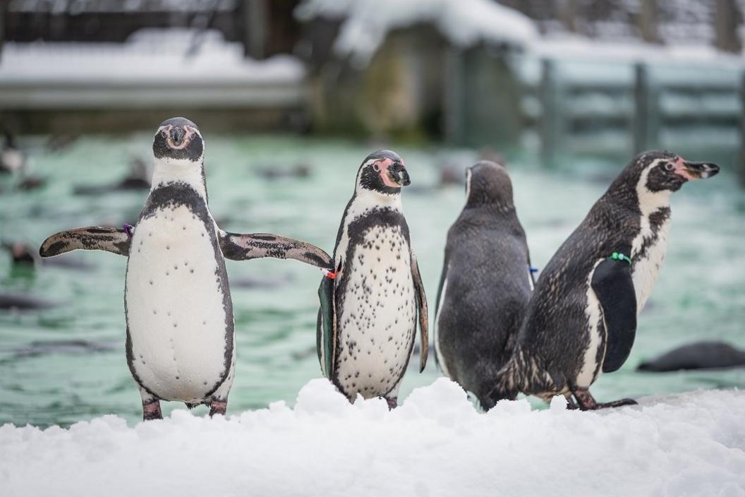 Humboldt penguins