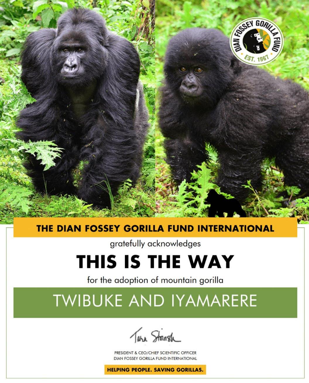 Gorillas Twibuke and Iyamarere pictured as part of a charity adoption certificate.