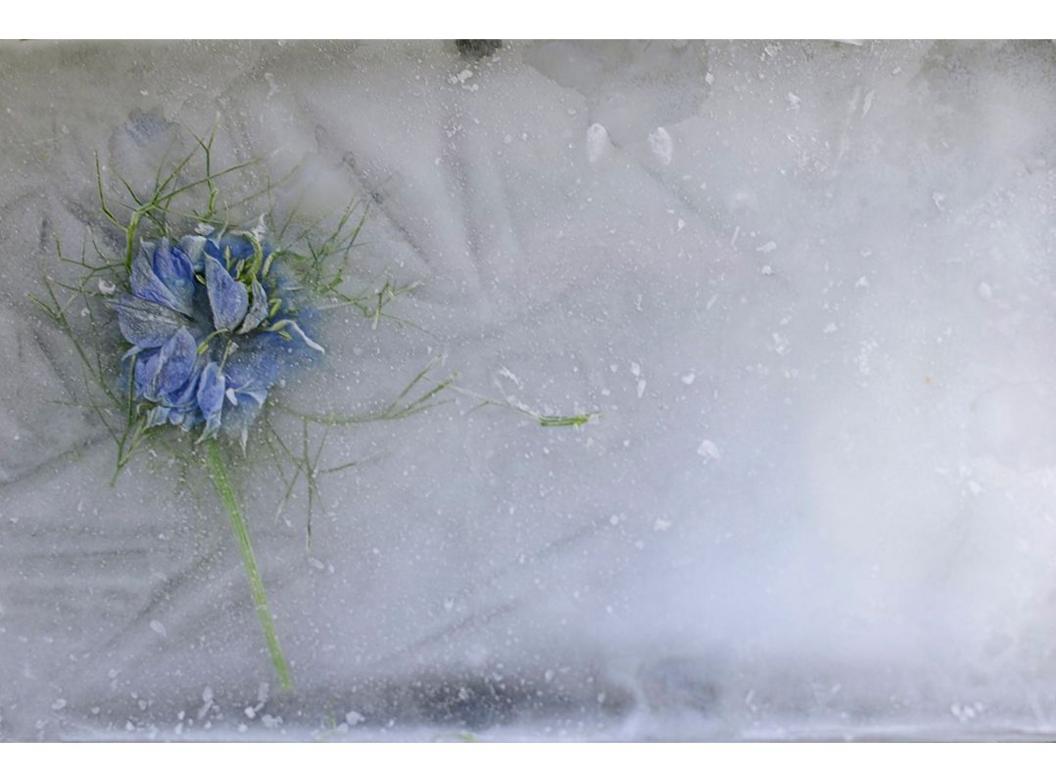 A frozen cornflower from a burial site 