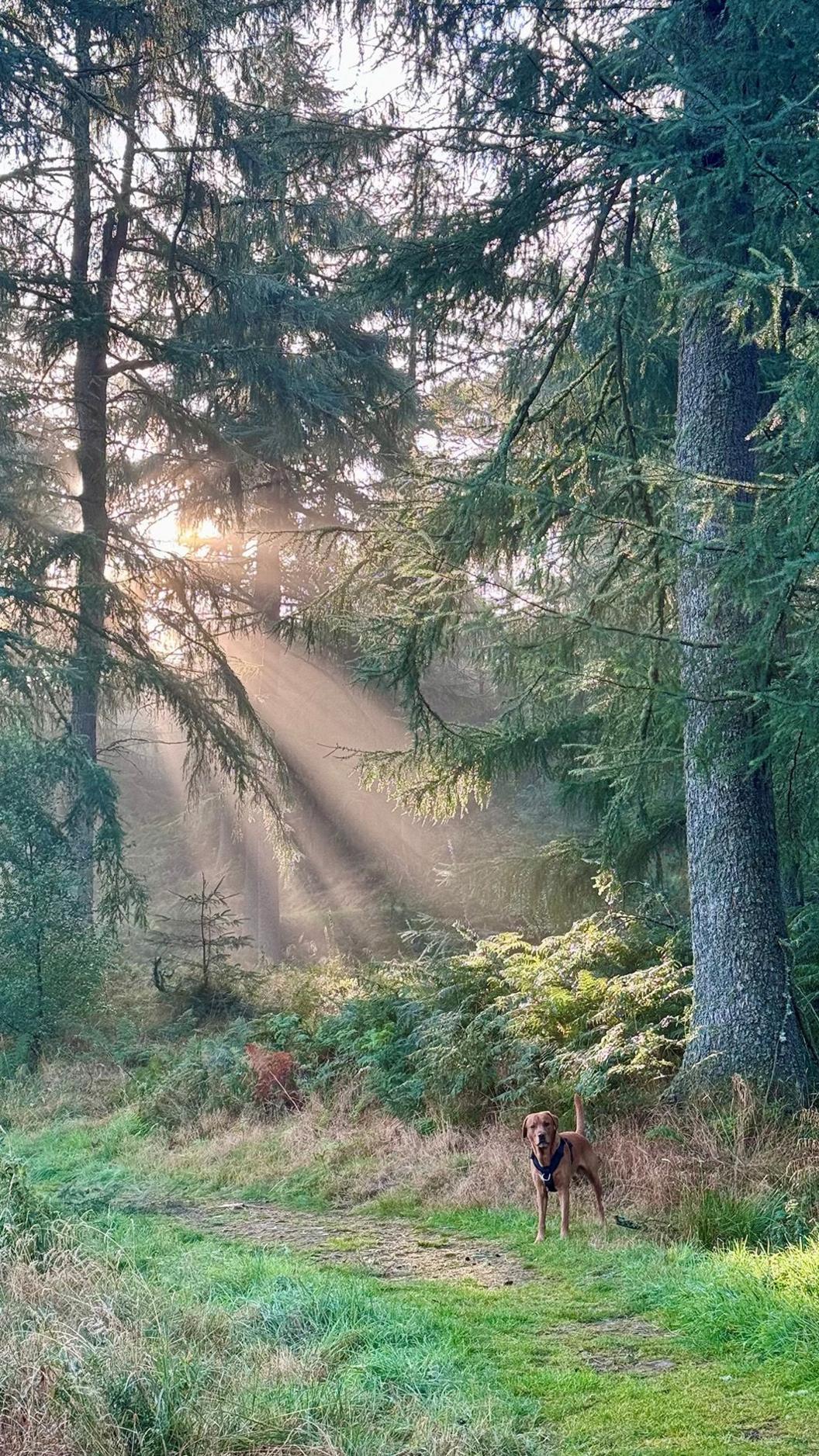 Tan coloured dog in a forest with beams of sunlight peaking through the tall trees