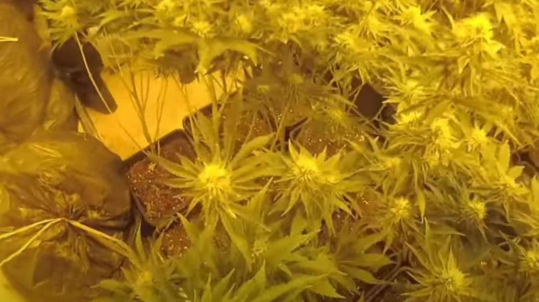 Cannabis plants growing inside a terraced house, captured on police bodycam. Their colour is bleached yellow by the bright lights used for propagation in the room 