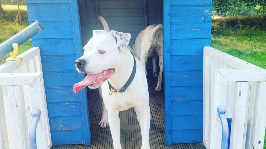 Lexi can be seen just outside of her dog house. Her tongue is out. The dog house is blue with white gates surrounding it for safety. You can see grass and some trees on either side of the dog house telling us it is outside.