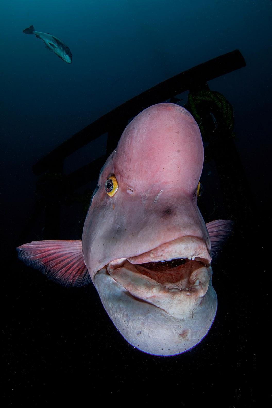 Asian sheepshead wrasse