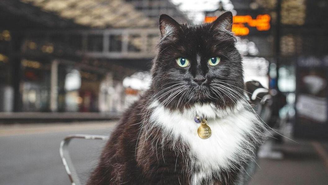 Felix the cat at Huddersfield Station