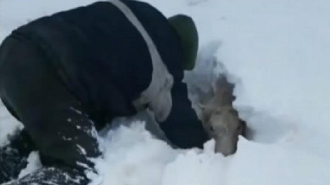 Robbie Alman-Wilson and her husband were forced to dig sheep free by hand