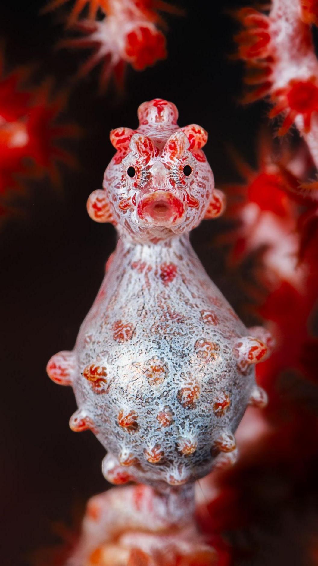 Close up image of the red Pygmy Seahorse