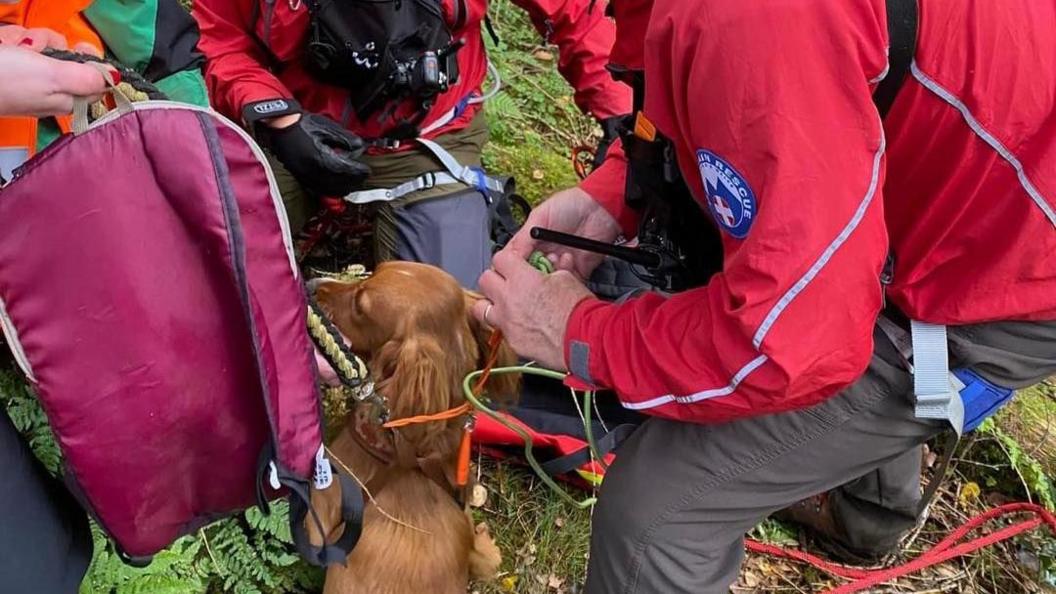 Dog with mountain rescue volunteers