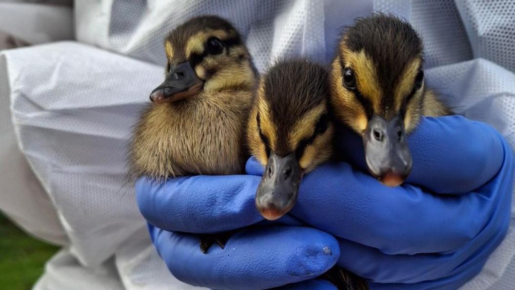 Three ducklings