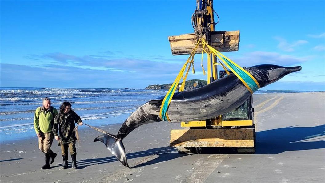 spade-toothed whale being hauled off beach in New Zealand