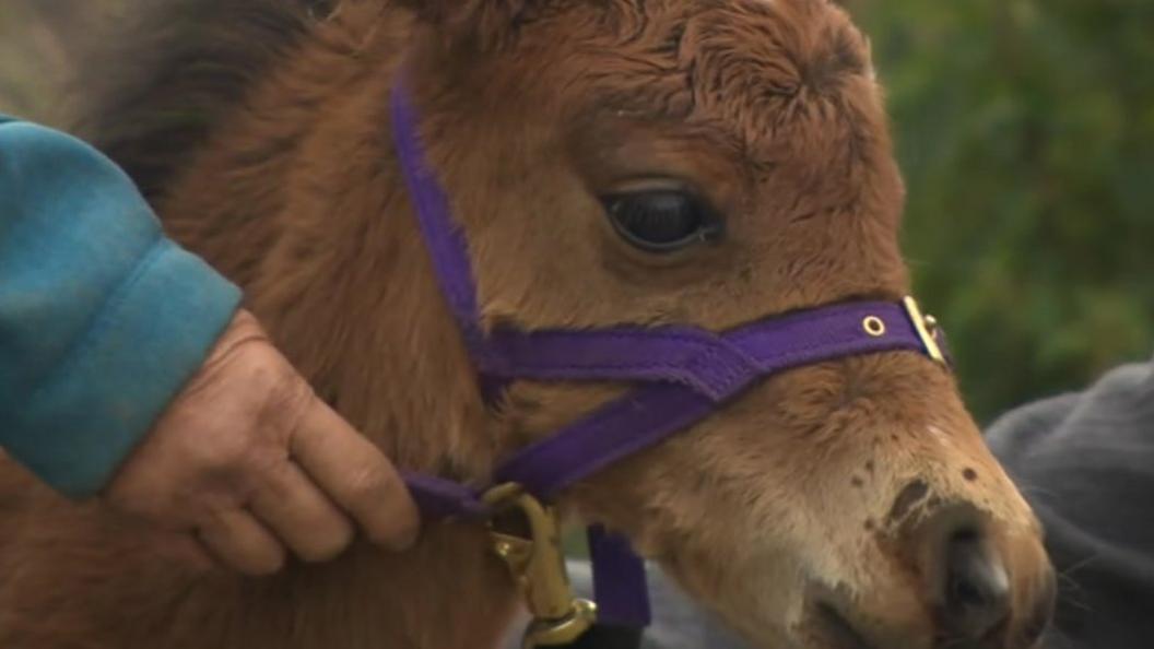 Digby the miniature pony