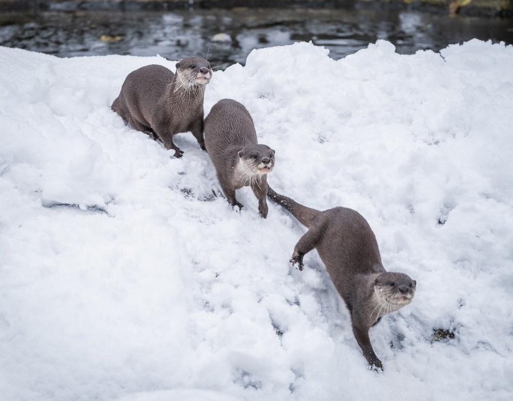 Asian short-clawed otters in snow