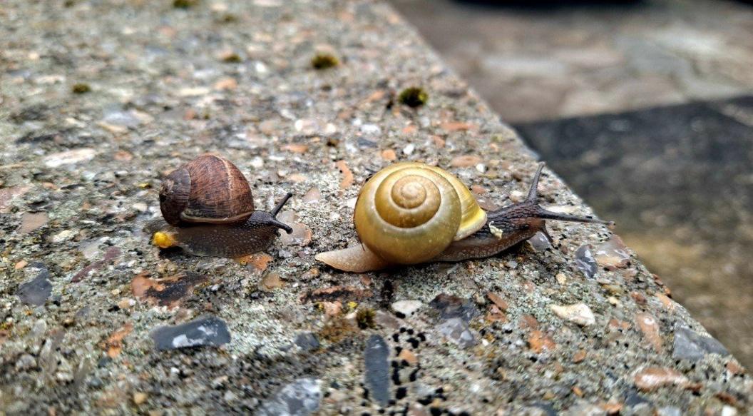 Snails