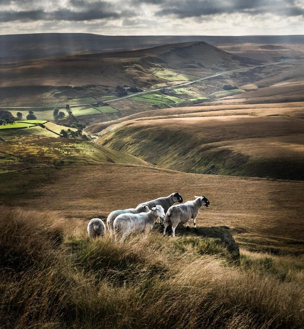 Sheep overlooking Marsden Moor in West Yorkshire