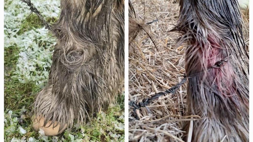 two pictures, both showing horses' legs with barbed wire tied around them. One of the horses you can see pink skin and blood on its black fur where the barb is sticking it its leg. 