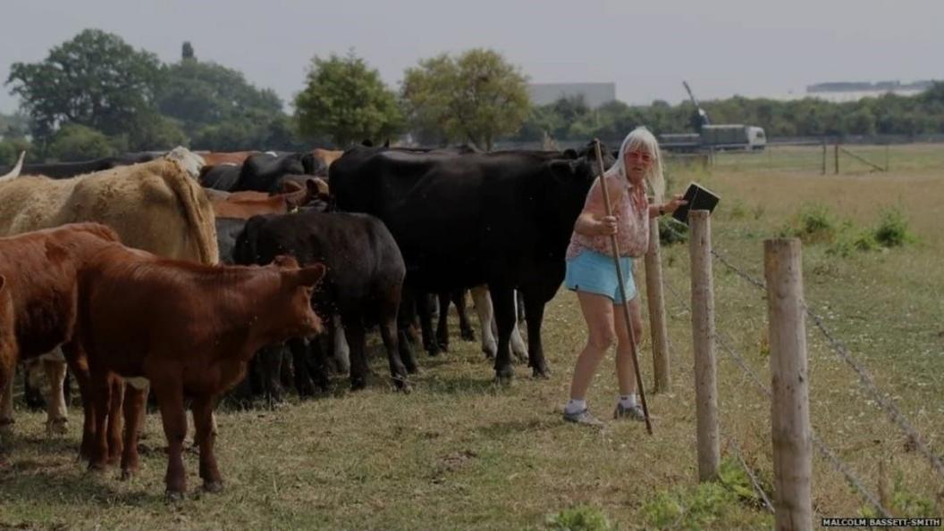 Mavis Drayton, wearing a pink shirt and bright blue shors and holding a big stick/staff, controlling cattle on the farm in Reading. 