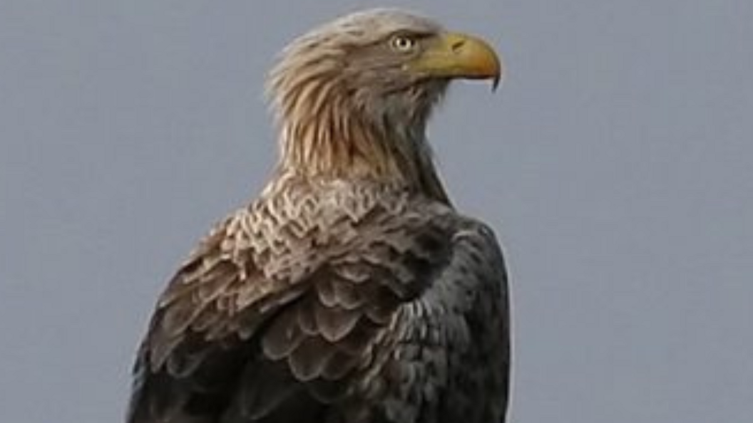 a large white-tailed eagle perched on a branch of an evergreen tree against a muted grey sky