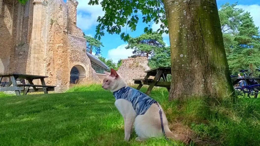 Felix the cat in front of Wymondham Abbey