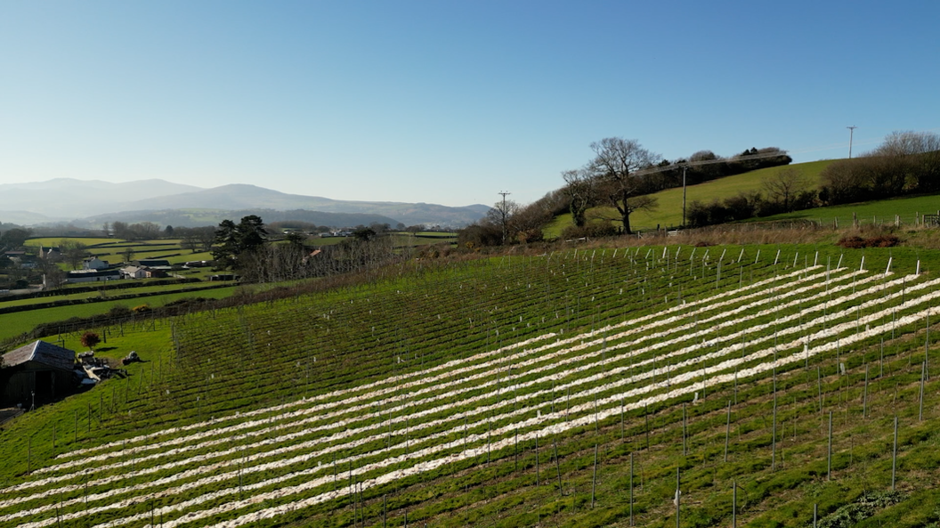 Gwinllan Conwy Vineyard, with rows of vines with wool fleeces laid below the vines