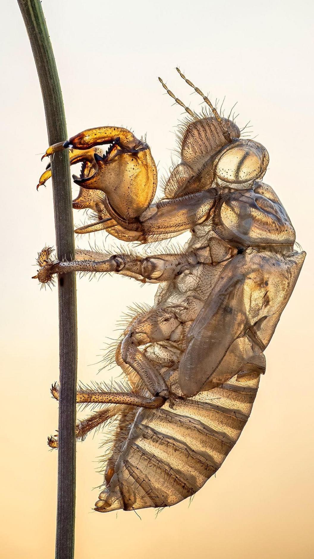 Translucent insect holding onto a stalk