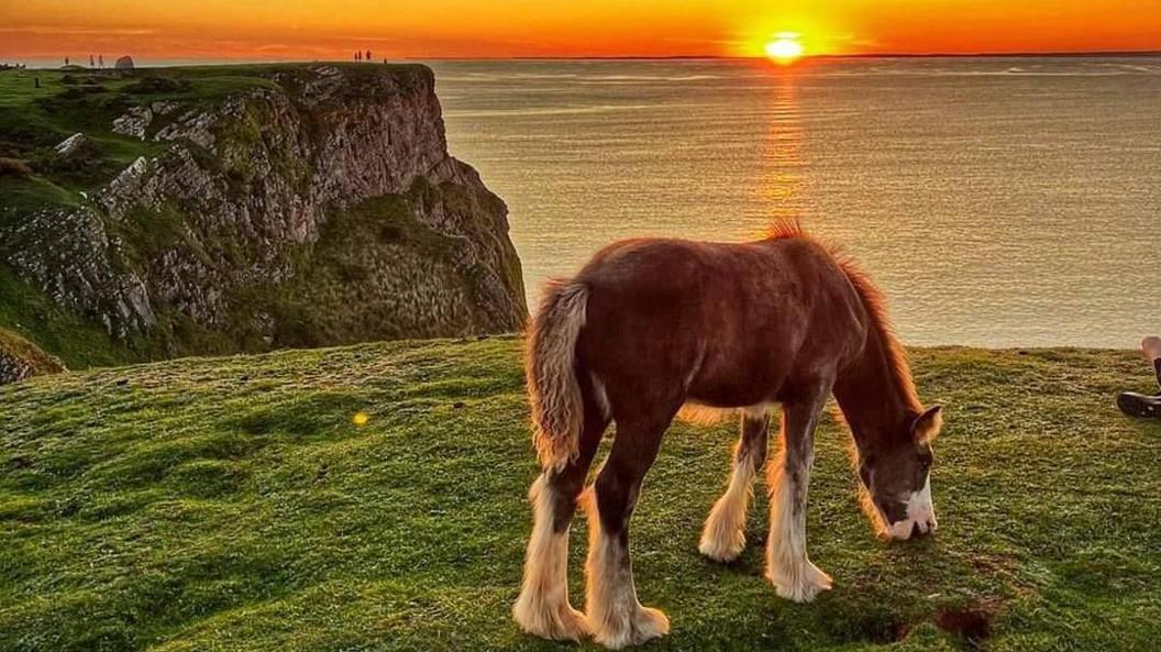 A horse is grazing on some grass with the cliff edge seen behind and the sun setting in the distance.