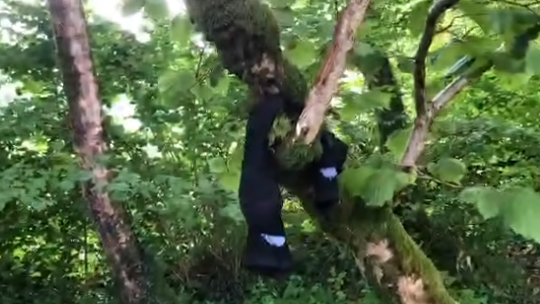 Discarded black socks are hung up on the branches