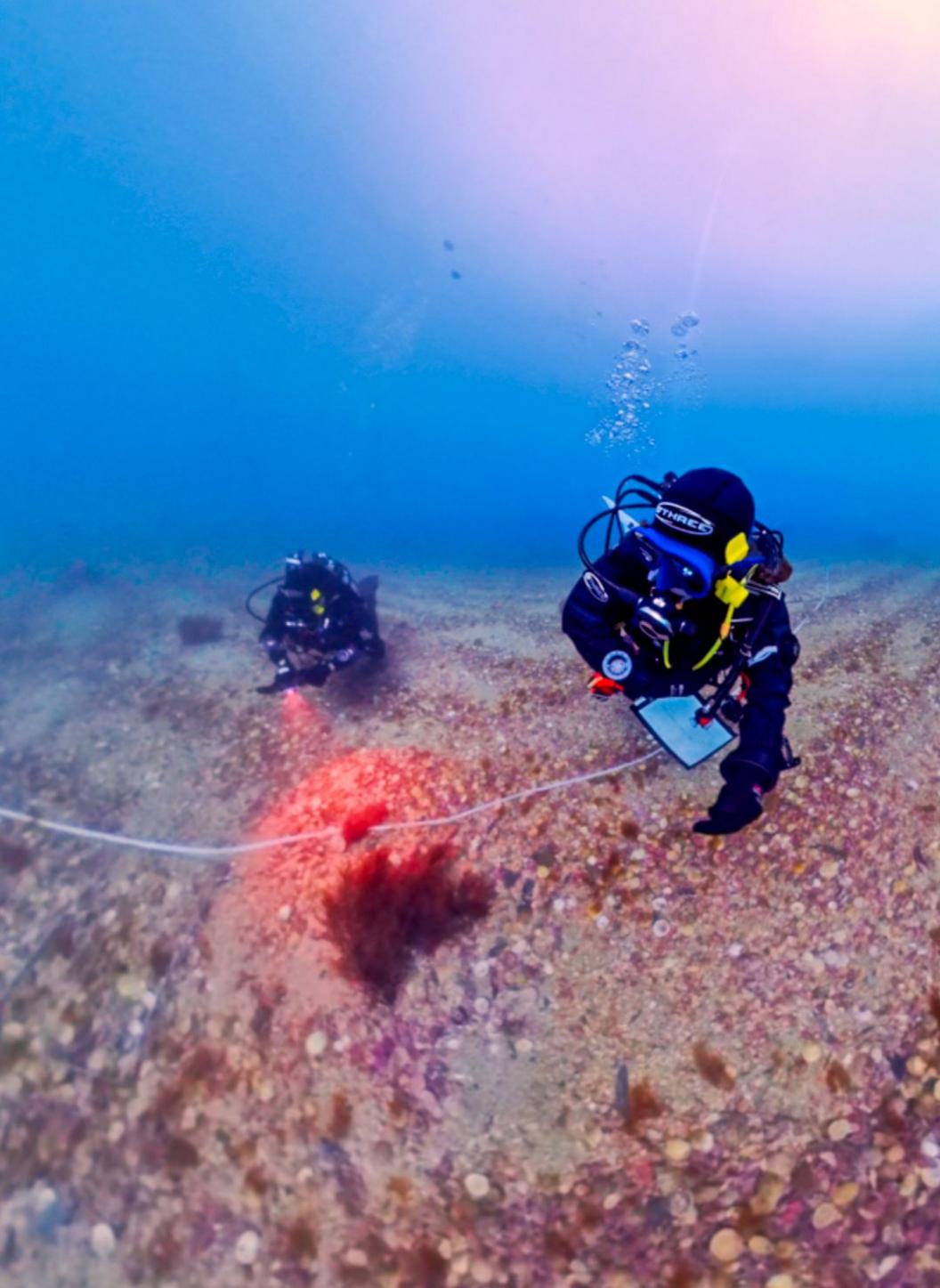 Two scientific divers taking samples from a brightly coloured maerl site