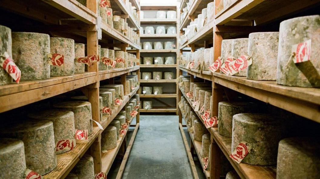 Cheesery lined with wooden shelves upon which large wheels of cloth-bound cheddar are stored. Each bears a label with "Hafod" printed on it in red ink.