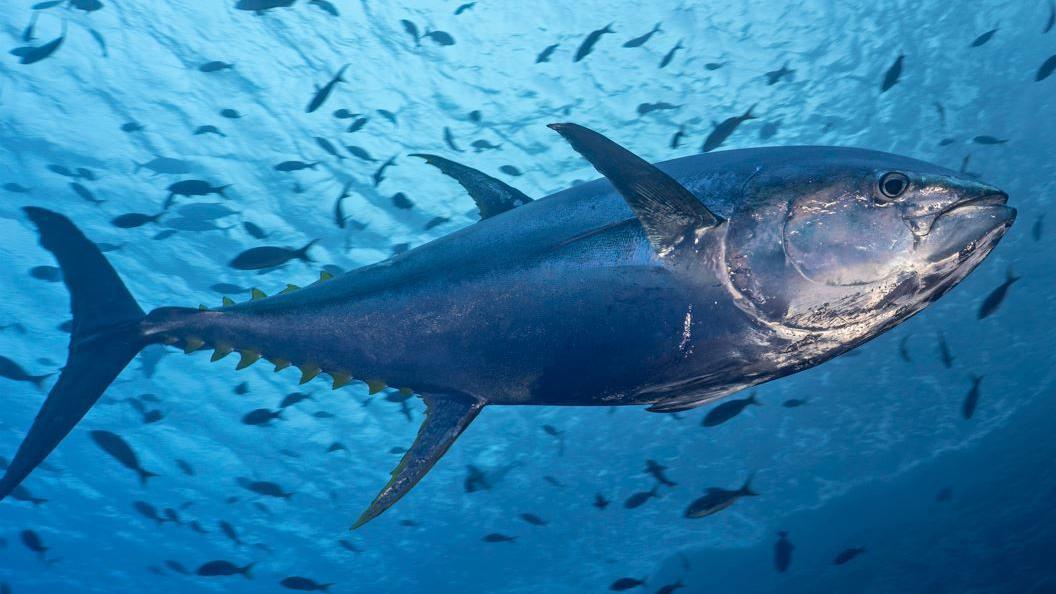 A large tuna fish swimming in a clear, blue ocean. It is surrounded by many smaller fish.
