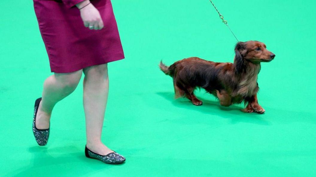 A handler with their long-haired dachshund. They are seen on a green floor, the dog has short brown and black fur. We see a woman's legs as she wears a mauve dress and flat, grey shoes.