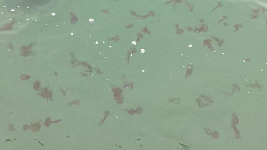 A photo showing a section of the sea which is green and filled with mauve stinger jellyfish. 