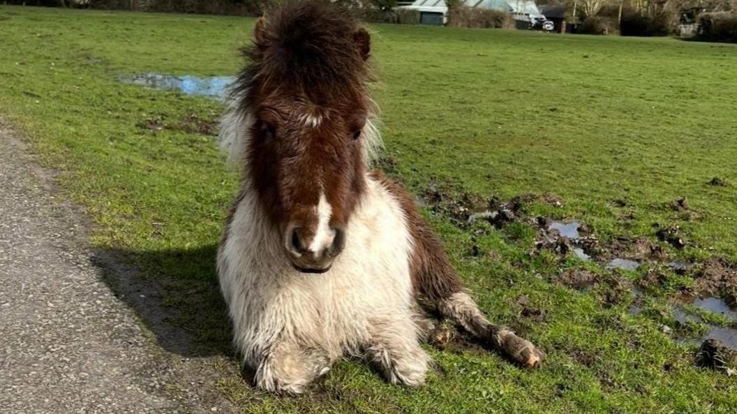 A brown and cream coloured Shetland Pony sitting on an area of wet, muddy grass