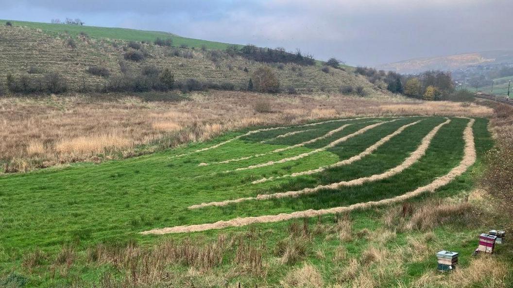 Green field backed up by reeds and shrubs on a hill in the background