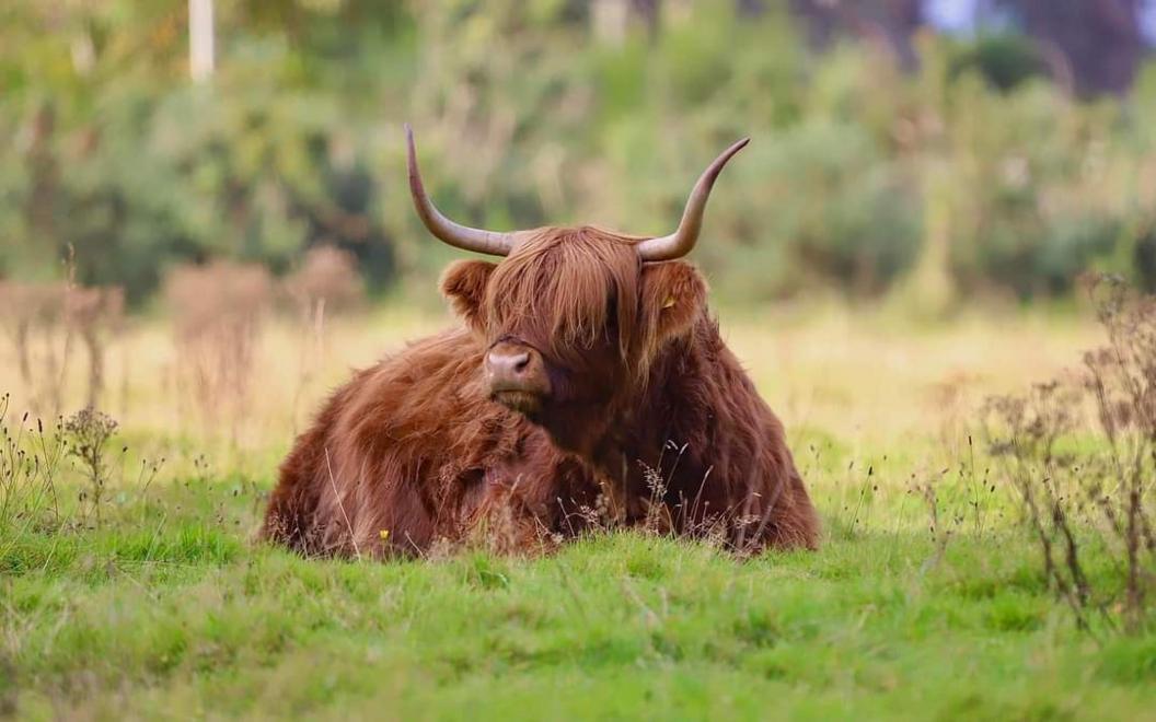 A Highland Cow lies in a field looking to its right