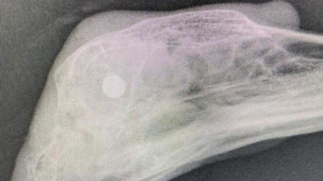 An X-ray of a swan's leg with damage caused by a catapult pellet.