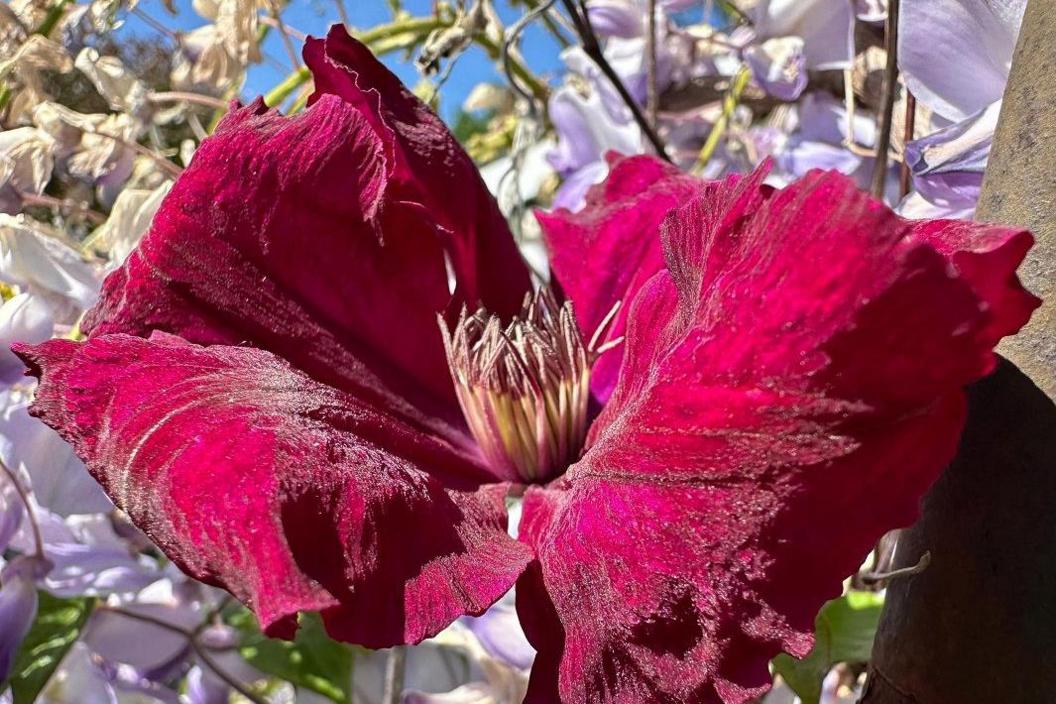 The large magenta-coloured leaves of a flower dominate the image with lilac flowers visible behind.