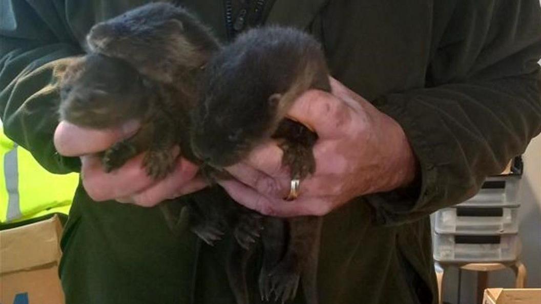 One person in a coat, whose head is not visible, is holding three baby otters in their hands.