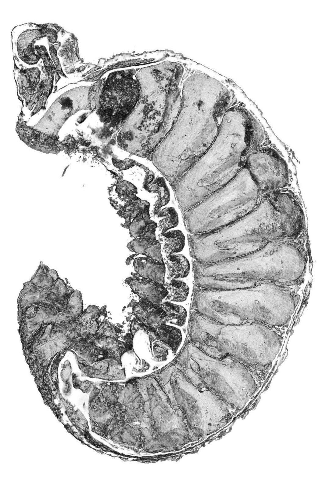 A cross section through the ancient larva of Youti yuanshi - a half-billion year-old insect 