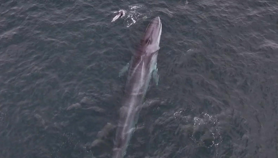 The picture shows a large marine animal, specifically a fin whale, swimming near the surface of the ocean. The whale’s long, streamlined body and distinctive ridge along its back are clearly visible. There is also a smaller object near the top of the image, which appears to be a seabird or possibly a dolphin. The water is dark and slightly choppy.